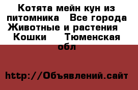 Котята мейн-кун из питомника - Все города Животные и растения » Кошки   . Тюменская обл.